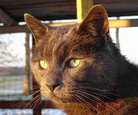 Huskat ChristMas billede 7