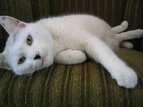 Blanding af racer Musse - Se lige mig... billede 1