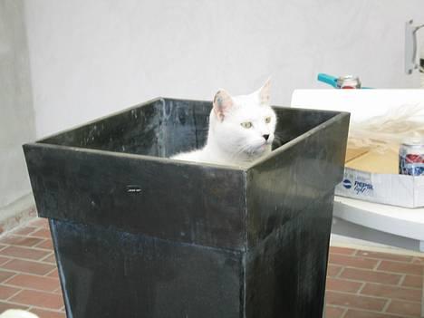 Blanding af racer Musse - Ohøj, land i sigte. Her har jeg fuldt udblik og der ikke nogen der kan se mig... billede 2