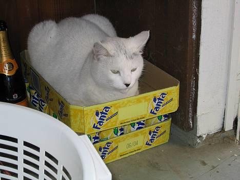 Blanding af racer Musse - Papkasse kat, jeg er forklædt som en Fanta dåse, de finder mig ALDRIG! billede 3