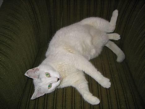 Blanding af racer Musse billede 5