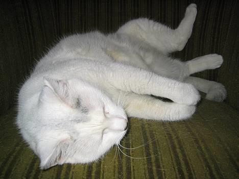 Blanding af racer Musse billede 6