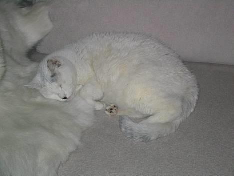 Blanding af racer Musse billede 7