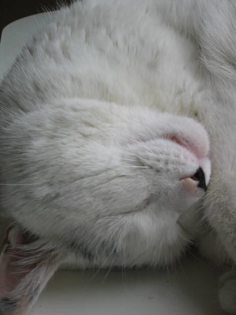 Blanding af racer Musse - Se min lille snude... billede 8