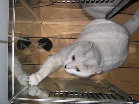 Blanding af racer Musse - Nej nu kan jeg slet ikke...jeg er både her pg der og alle vegne, lille spejl på væggen der.. billede 9