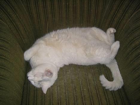 Blanding af racer Musse - Jeg kan også ligge sådan...det tror jeg virker billede 10