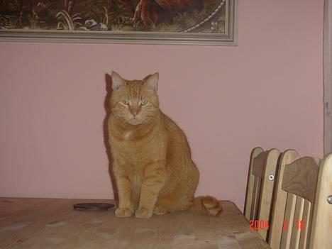 Huskat kurt billede 2