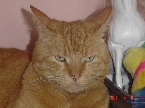 Huskat kurt billede 3