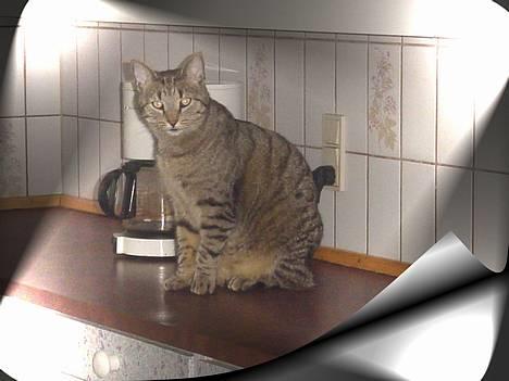 Huskat ROBERT død d 17.11.09 billede 1