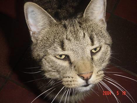 Huskat ROBERT død d 17.11.09 billede 2
