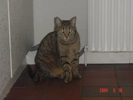 Huskat ROBERT død d 17.11.09 billede 3