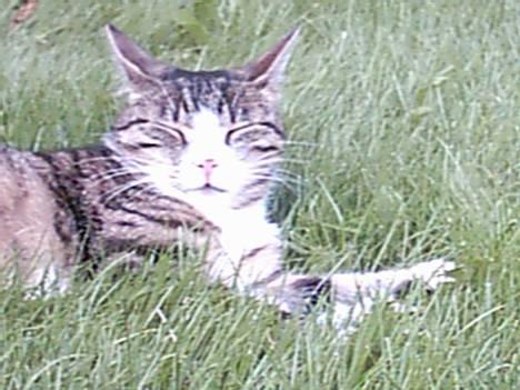 Blanding af racer Mille billede 3