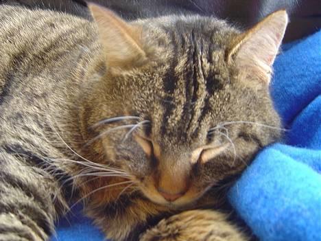 Blanding af racer Polle billede 1