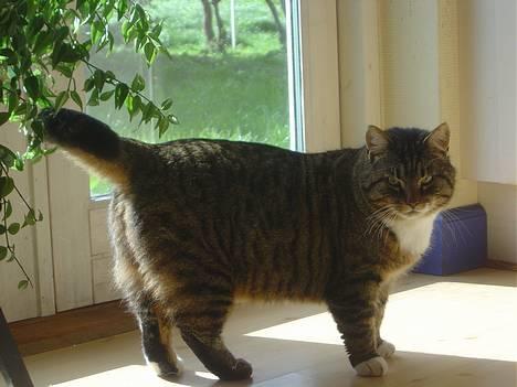 Blanding af racer Polle billede 2