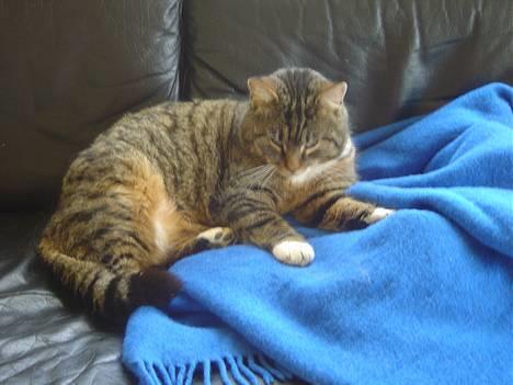 Blanding af racer Polle billede 3