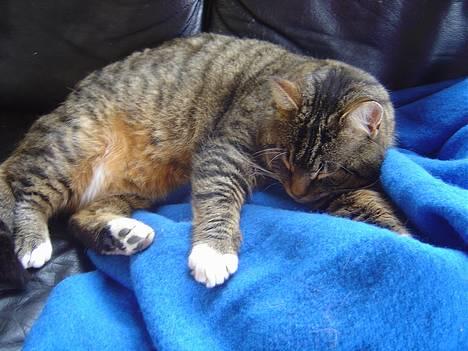 Blanding af racer Polle billede 4