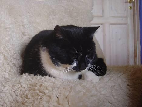 Blanding af racer C - min dejlige kat C! han er bare for søøød! billede 1