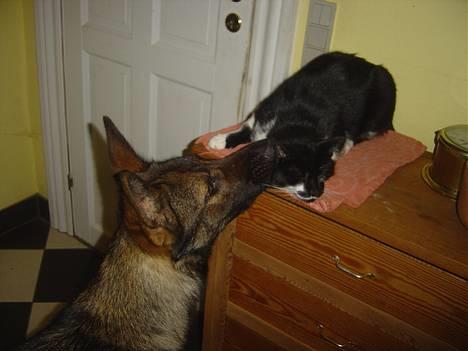 Blanding af racer C - C elsker når hunden slikker ham i ørene.... ehhhmmm.... :-/  AD! billede 2