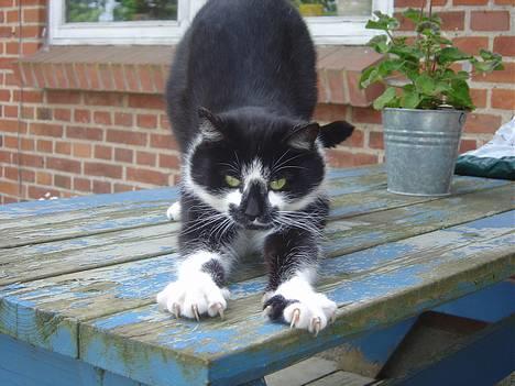 Blanding af racer A - A strækker sig! billede 1