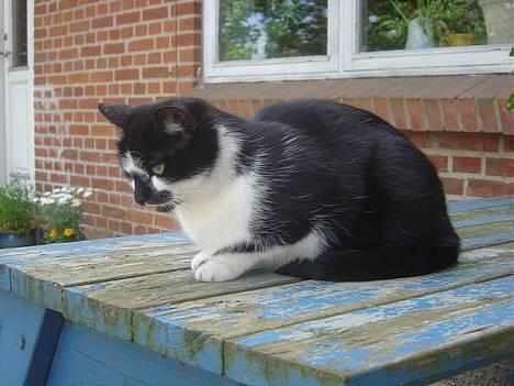 Blanding af racer A billede 2