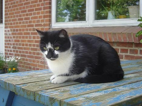 Blanding af racer A billede 3