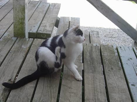 Blanding af racer Pongo - DeT klør! billede 2