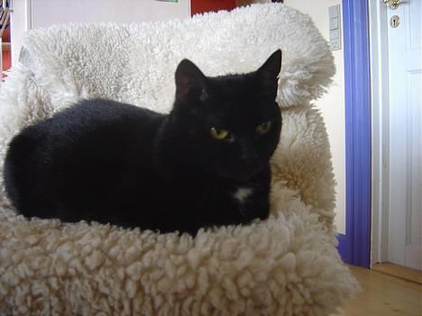 Blanding af racer Den Lille Sorte - Den Lille Sorte!  billede 1