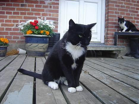 Blanding af racer B - B billede 1