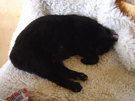 Blanding af racer Den Lille Sorte - ZzZzZzZzZzZz.... Den Lille Sorte tager sig lige en middagslur billede 2