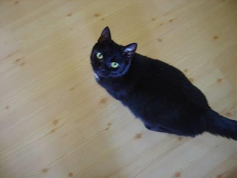 Blanding af racer Den Lille Sorte - hejza! billede 3