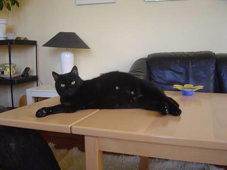 Blanding af racer Den Lille Sorte - Hun er gravid! heheh billede 4