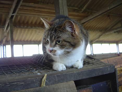 Blanding af racer Mimer - MImer igenner! billede 2