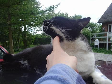 Blanding af racer C - Uhhhh, det klør på halsen!!! billede 3