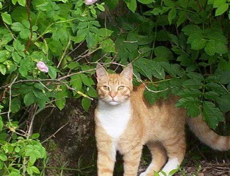 Blanding af racer Felix - Dav med dig! billede 1