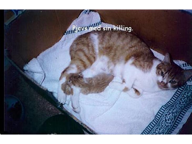 {{currentPhoto.altText}} billede {{currentPhoto.number}}