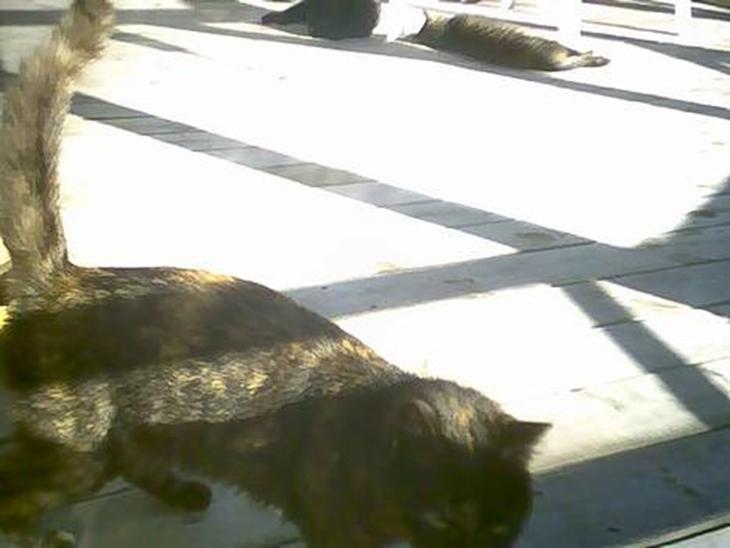 {{currentPhoto.altText}} billede {{currentPhoto.number}}