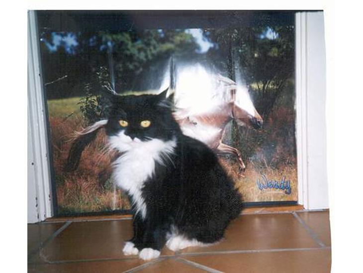 Norsk Skovkat Pjuske Kattenhøj R.I.P:'( - her er min misser uden for min dør.... der skal nok komme flere billeder billede 1