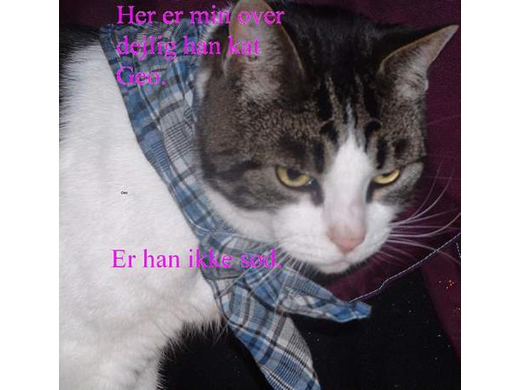 {{currentPhoto.altText}} billede {{currentPhoto.number}}