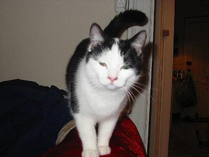 {{currentPhoto.altText}} billede {{currentPhoto.number}}