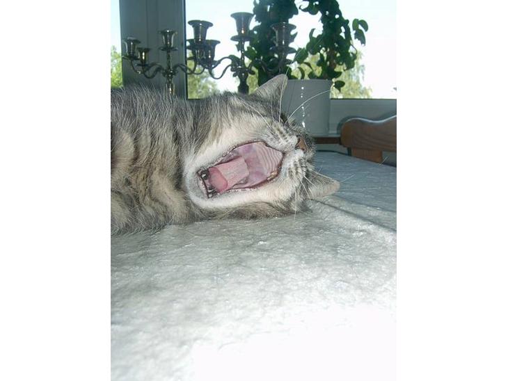 {{currentPhoto.altText}} billede {{currentPhoto.number}}