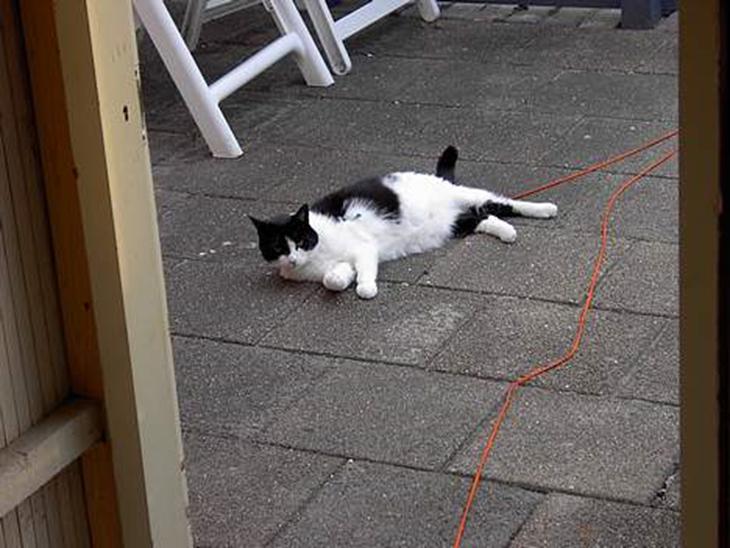 Huskat Skipper *R.I.P* - meget gammelt  billede 1