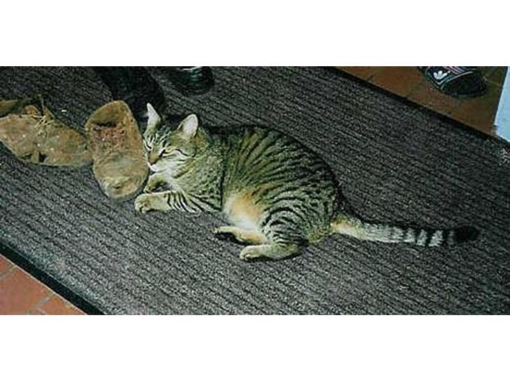 {{currentPhoto.altText}} billede {{currentPhoto.number}}