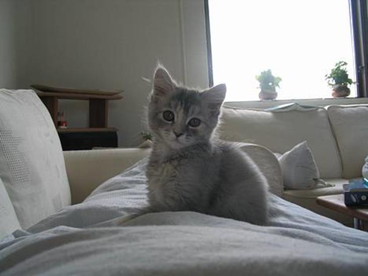 Maine Coon Mis Stanley Listetyv - Stanley på hendes ankomstsdag - 13 uger billede 1