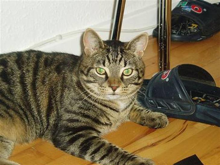 {{currentPhoto.altText}} billede {{currentPhoto.number}}