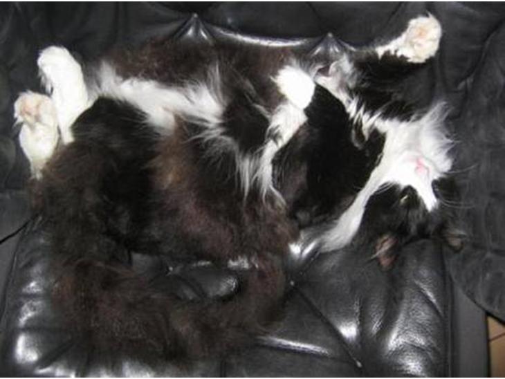 Norsk Skovkat Dansbjergs Romeo - Hvor er katten?! :P Ved godt han ikke er striglet under maven, men det må man ikke - krads bid krads :P billede 1