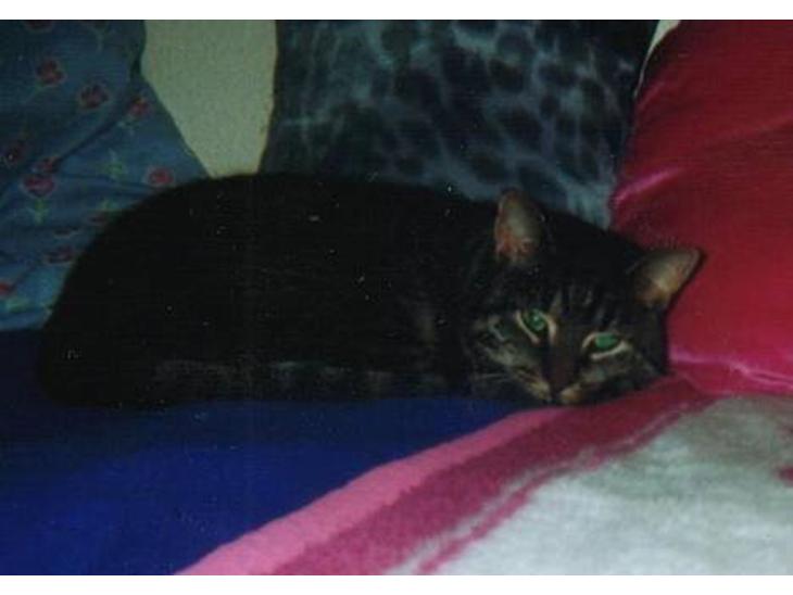 {{currentPhoto.altText}} billede {{currentPhoto.number}}