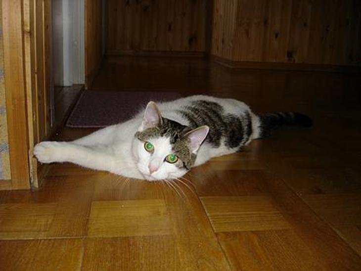 {{currentPhoto.altText}} billede {{currentPhoto.number}}