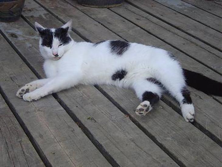 {{currentPhoto.altText}} billede {{currentPhoto.number}}