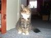 Maine Coon Misseline