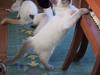 Ragdoll Harry R.I.P.